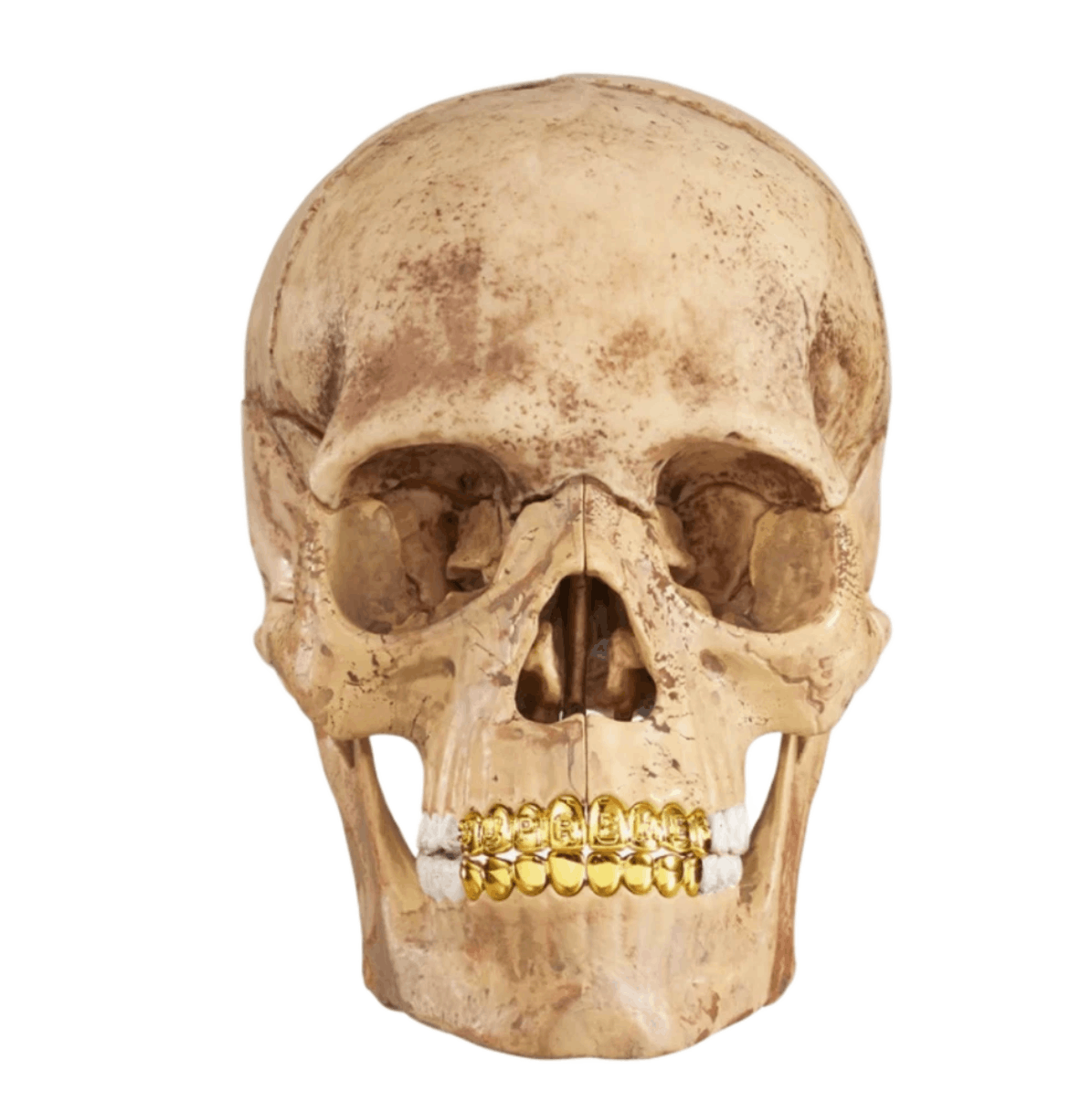 Supreme 4D Model Human Skull Natural 