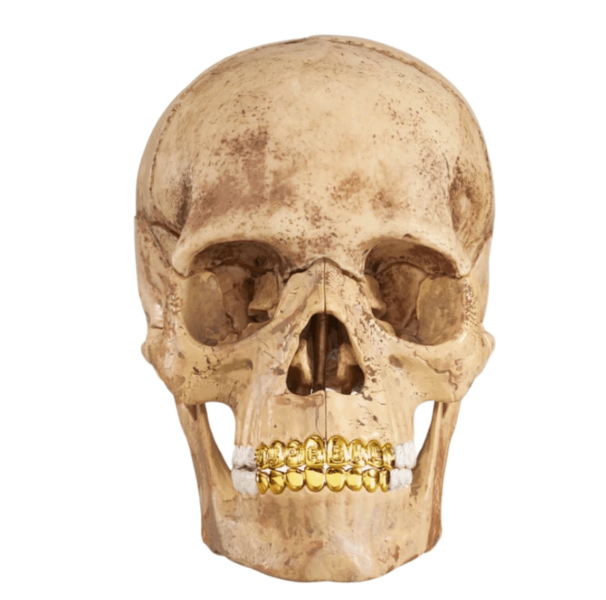 Supreme 4D Model Human Skull Natural 