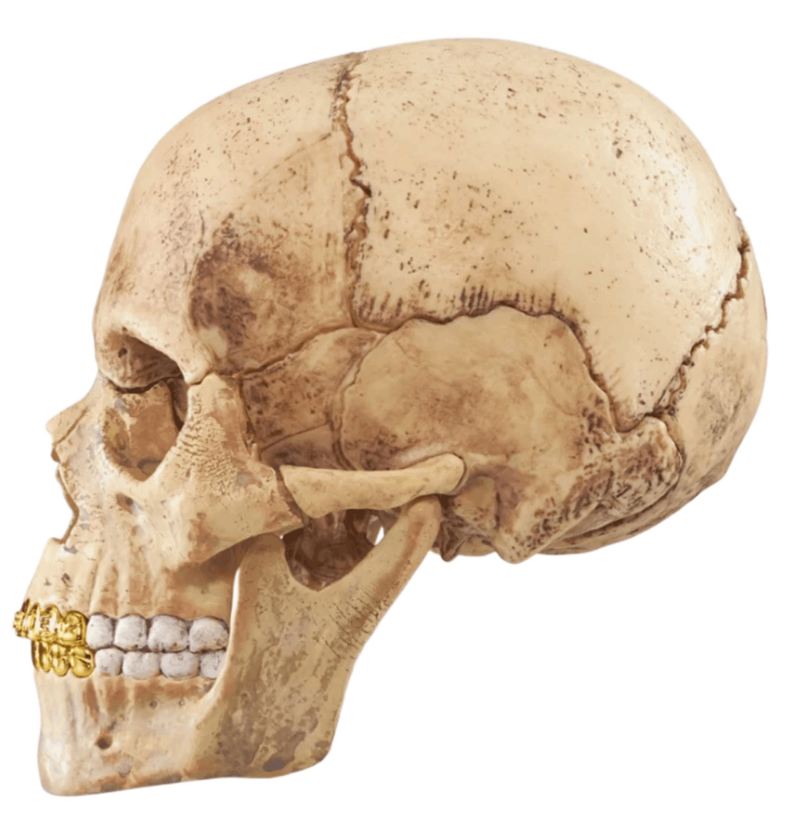 Supreme 4D Model Human Skull Natural 