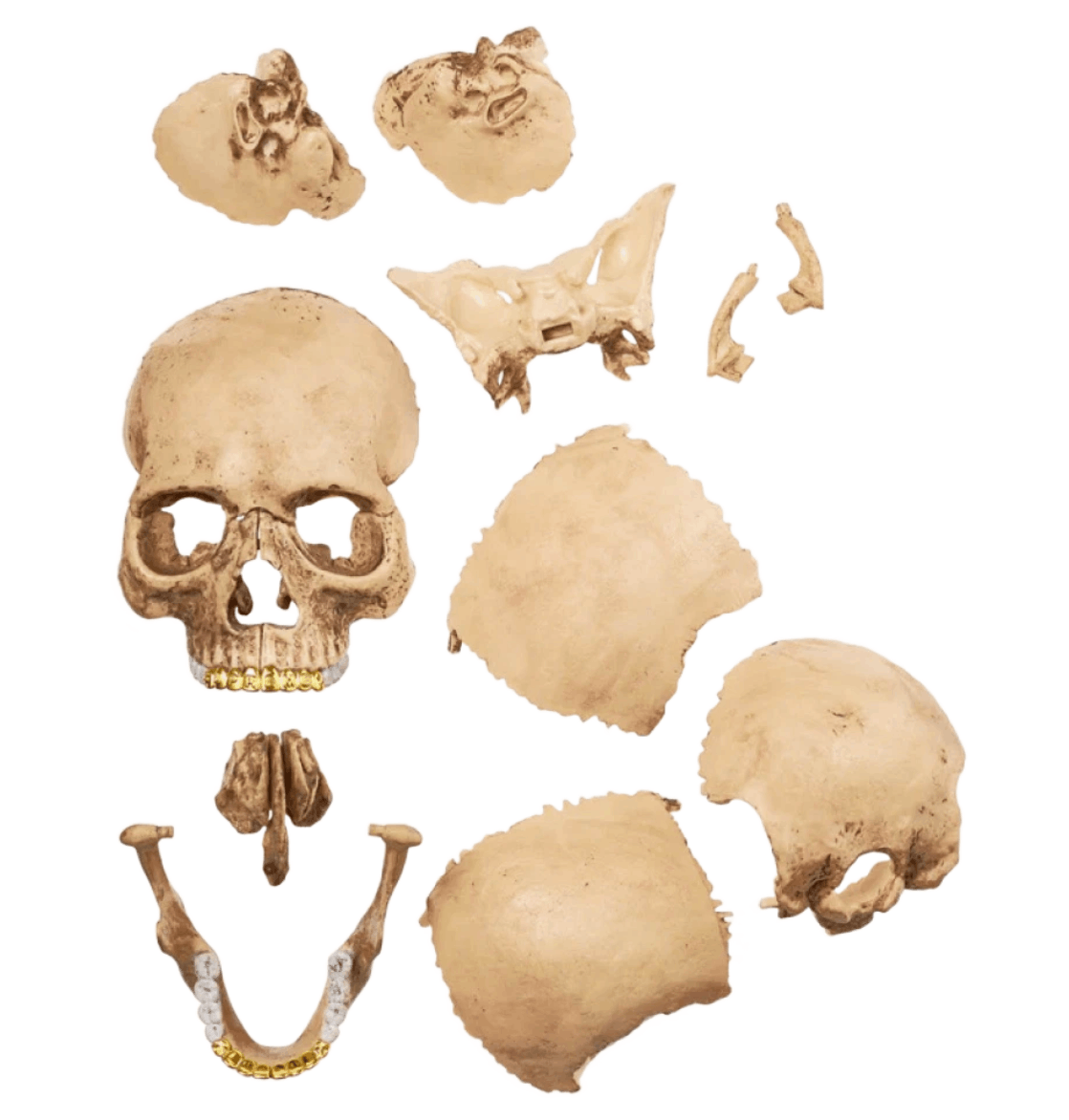 Supreme 4D Model Human Skull Natural 